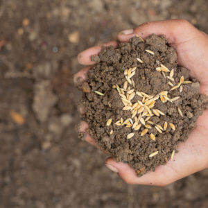 Abonos y Fertilizantes